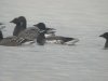 Black Brant at Paglesham (Steve Arlow) (39162 bytes)